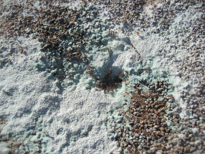 Ensenada_2008_43